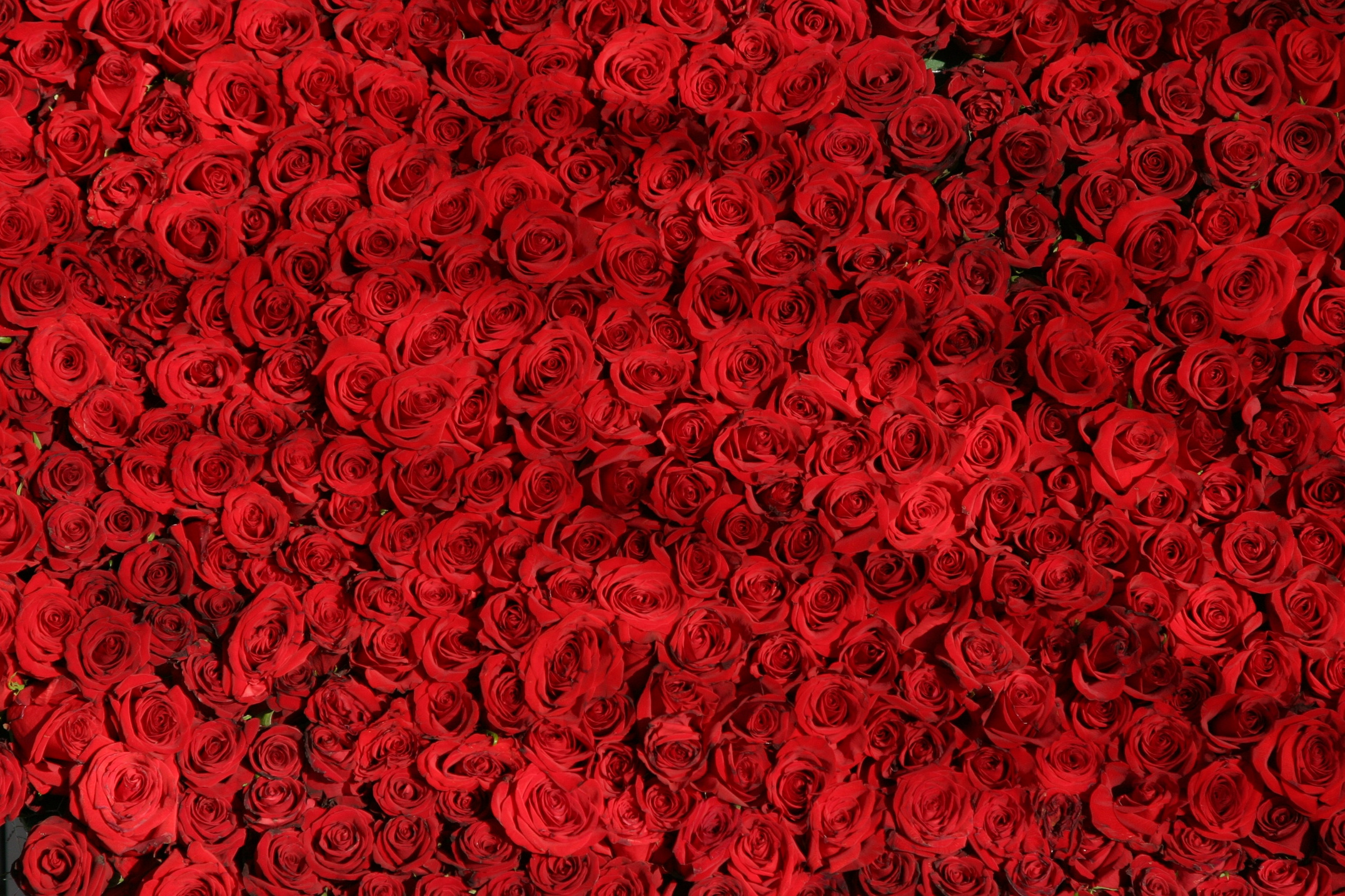 Red Roses in Bloom